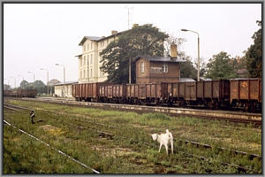 Ziege in Casekow