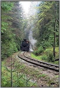764 379 im Wald vor Siclau