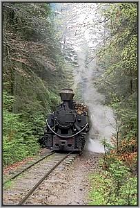 764 379 im Wald vor Siclau