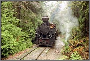 764 379 im Wald vor Siclau