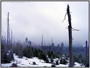 Zum Vergrößern auf das Bild klicken! Dort können Sie auch blättern und die Bildunterschriften lesen! Wald am Brocken