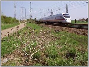411 005 in Abzw Zeithain