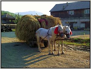 Zum Vergrößern auf das Bild klicken! Dort können Sie auch blättern und die Bildunterschriften lesen! Pferdewagen in Viseu de Sus